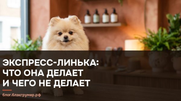 Пушистый шпиц на столе грумера в салоне с терракотовыми стенами
