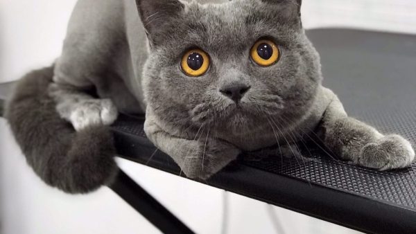 Машинка для стрижки кошек: британская кошка после стрижки на столе грумера