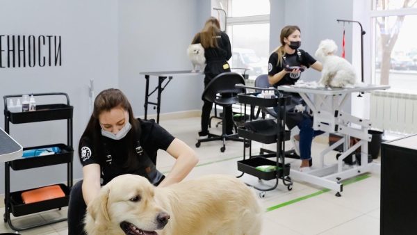Выгодный бизнес: мастера груминг-салона работают с собаками в рабочем зале